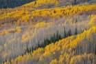 USA-Colorado-Gunnison National Forest Aspen forest in West Elk Wilderness Art Print